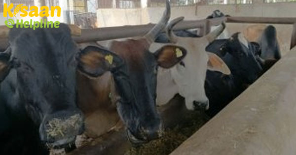 एनडीडीबी ने पशु रोगों को नियंत्रित करने के लिए 'पशू आयुर्वेद' को बढ़ावा दिया